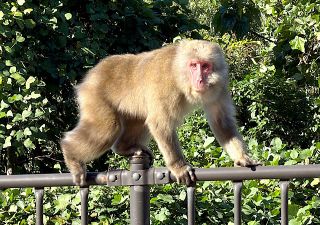 岡山市北区市街地でサル目撃情報　津島笹が瀬で姿捉える