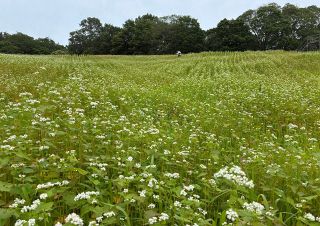 丘陵地彩るかれんな白　高梁でソバの花見頃、２１日に花見会