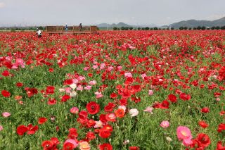 初夏の風に揺れる赤やピンク　笠岡湾干拓地でポピー１０００万本見頃
