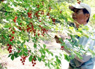 小さな赤い花 ベニドウダン見頃　総社・鬼ノ城周辺
