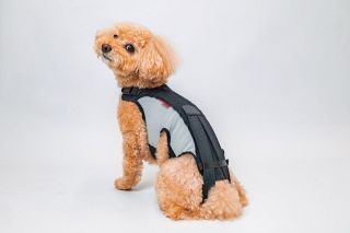 背中支えて歩行姿勢を改善　アニフル、老犬用ウエア開発