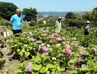 紫、ピンク アジサイ３５０株見頃　浅口・寄島「海が見える畑」