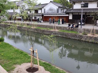 倉敷・美観地区の柳並木 １割強枯れる　２５年度 少雨、猛暑影響か