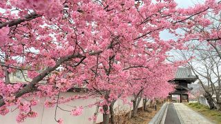河津桜まつり７、８日初開催　屋台販売も 岡山・妙林寺