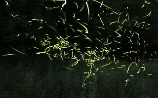 幻想的な光 福山・堂々川ホタル見頃　砂防ダム「砂留」周辺、６月上旬まで
