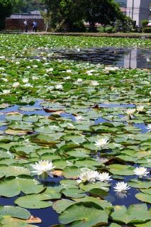 水面彩る 純白のスイレン　津山・衆楽園で見頃