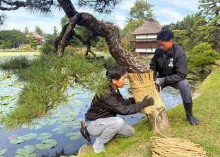 一足早い冬支度　津山・衆楽園で伝統の「こも巻き」