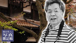 散り際の桜 撮影は超望遠レンズで　圧縮効果でにぎやかに表現