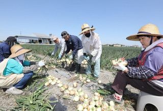 岡山市南区藤田地区 タマネギ　甘くて肉厚、大量栽培