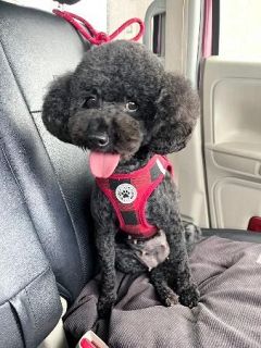 犬猫行方不明相談２７２件　熊本地震、半数は発見