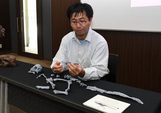 〝頭突き恐竜〟の新種と確認　岡山理科大など発見の化石