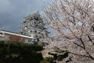 福山城桜まつり開幕、１２日まで　夜桜ライトアップし多彩な催し