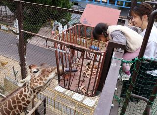 キリンのサンタロウ 間近で観察　池田動物園のイベント好評