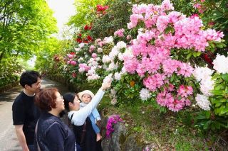 色とりどりシャクナゲ咲き誇る　真庭・蒜山で祭り開催