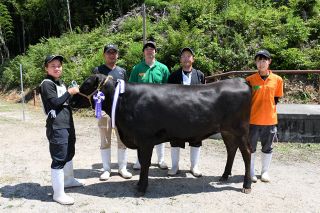 哲多和牛牧場が最優秀　新見市畜産共進会、肉牛の生育ぶり競う
