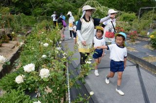 井原市バラ園 きれいに咲き始め　大江幼稚園児７人 甘い香り楽しむ