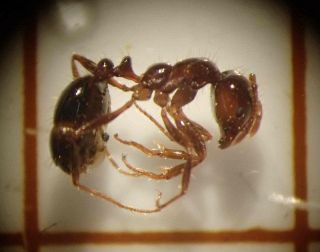水島港に外来生物の有毒ヒアリ、３１００匹超　岡山県発表、駆除し被害報告なし
