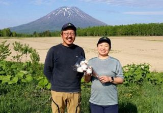 日本最北でコットン栽培成功、新ブランドに　北海道・ニセコ、創業１００年の農園が奮闘