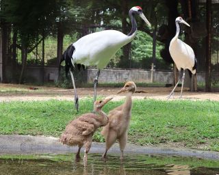 末永く愛される名前をつけて　後楽園で５月に誕生したタンチョウのひな２羽 　岡山県が公募開始　