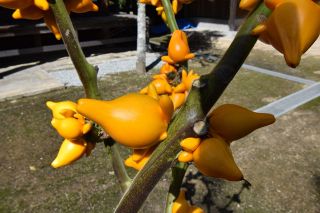 ツノナス販売拡大を祈願　高梁で生産者ら出荷進発式