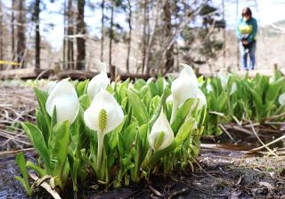 遅い春の訪れ告げるミズバショウ　岡山県立森林公園１８日オープン