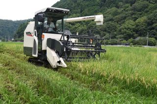 【岐路に立つコメ】第４部新農法②再生二期作　温暖化逆手に収量増狙う