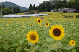 山里に黄色の大輪 高梁・成羽　住民団体 来月１、２日にひまわり祭り