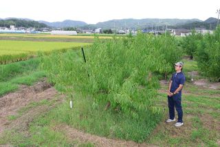 田んぼの耕作放棄地を桃畑に　岡山県農業研究所、適地診断チャート作成
