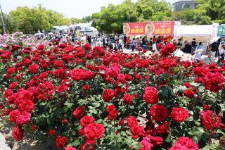 バラと笑顔満開、福山ばら祭開幕　１７日まで、行楽客ら多彩な催し満喫