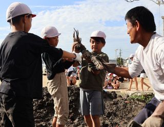 倉敷 「連島れんこん」取れた　連島南小で収穫体験