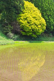 黄色の七色樫 水田に映える　鏡野の県天然記念物