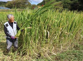 里庄町特産マコモタケ食べて　収穫シーズン、販売もスタート　実太り上々