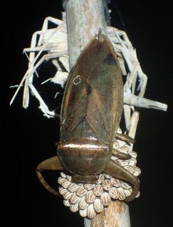 絶滅危惧Ⅰ類タガメ 産卵条件明らかに　倉敷芸科大渡邉助教らのグループ 乾燥やアリ避ける