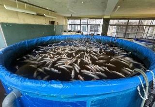 「教室育ちサーモン」千匹が全滅　今春出荷開始、地震の停電で酸欠