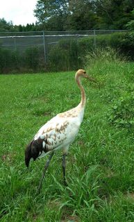 ５月誕生のタンチョウ幼鳥　名前考えてね 県自然保護センター