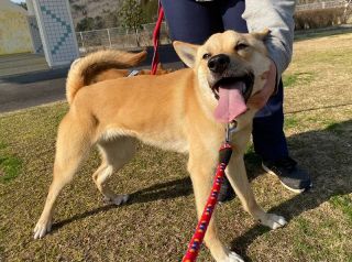 保護犬と触れ合い相性確かめて　県財団、７日に譲渡新イベント