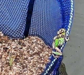 プラスチックまみれのカエル　肥料の残骸付着 岡山市の用水路