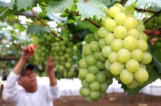 「果物の女王」マスカット出荷　倉敷、総社で始まる