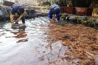 真冬の清流で良い和紙に 原料のミツマタ「川ざらし」　津山・横野和紙