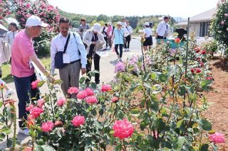 市民ら丹精の「ばら花壇」巡る　世界会議福山大会 愛好家らツアー