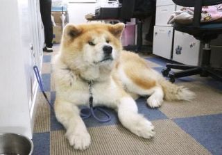 間近で会える秋田犬施設、バズり中　もふもふ人気、訪日客増加も追い風