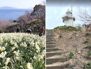 笠岡諸島・六島のスイセン イノシシ被害深刻でピンチ　１１月に球根植栽、住民組織が希望者募る