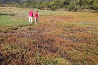アッケシソウが紅葉　浅口・寄島の自生地で１７日から公開