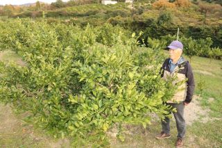 ミカン 旬なのに…県内流通量減る　猛暑で生育不良 観光農園にも影響