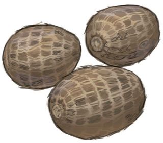 【食材ノート】サトイモ　コロッケや天ぷらにも