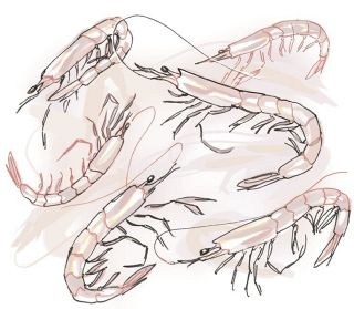 【食材ノート】アキアミ　かき揚げやふりかけに