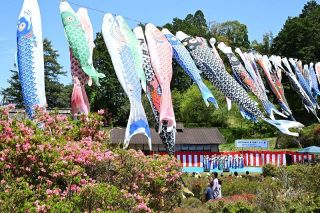 美作・武蔵の里 ツツジ彩る　こいのぼり４０匹も連なり泳ぐ