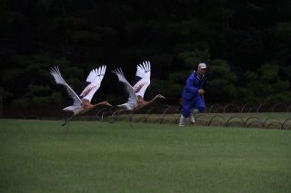 後楽園のタンチョウひな １羽死ぬ