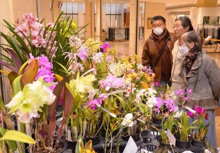 洋ラン多彩な品種　津山 会員の１００点展示
