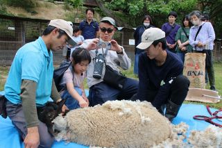 ヒツジの毛刈り「涼しそう」　玉野・渋川動物公園で親子ら体験